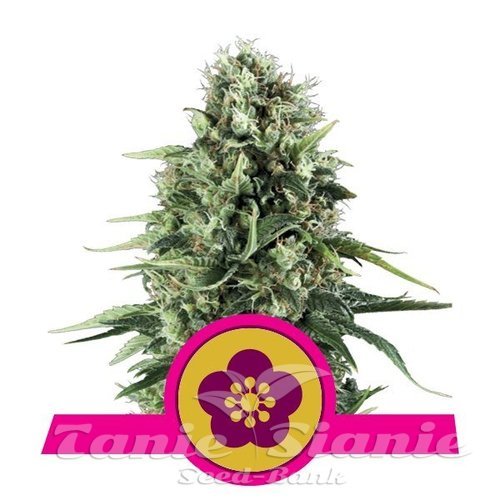 Nasiona Marihuany Power Flower - ROYAL QUEEN SEEDS