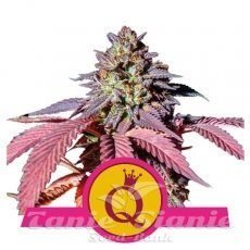 Nasiona Marihuany Purple Queen - ROYAL QUEEN SEEDS 