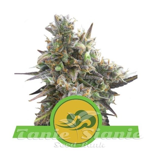 Nasiona Marihuany Royal Bluematic Automatic - ROYAL QUEEN SEEDS