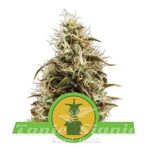 Nasiona Marihuany Royal Jack Automatic - ROYAL QUEEN SEEDS