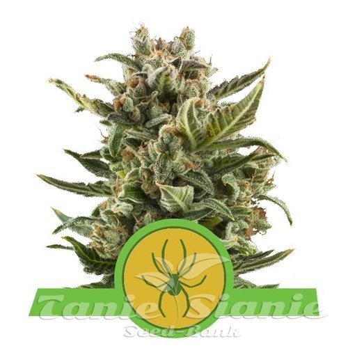 Nasiona Marihuany White Widow Automatic - ROYAL QUEEN SEEDS