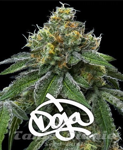 Nasiona Marihuany RS11 x Banana OG - BARNEY'S FARM