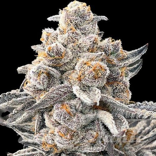 RS11 x Galactic Cookies