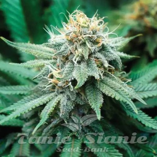 RudeBoi OG F1