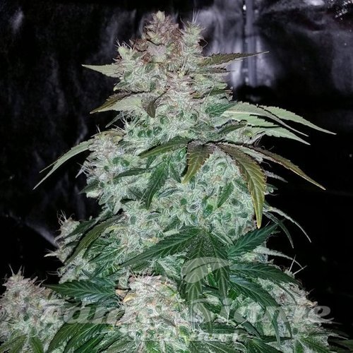 Nasiona Marihuany S.O.D.K Auto - MEPHISTO GENETICS
