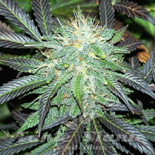 Nasiona Marihuany Black Budha - SAGARMATHA