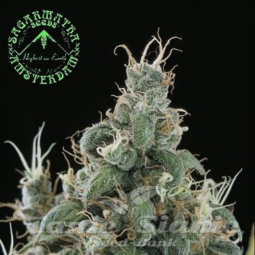 Nasiona Marihuany Diamond Head - SAGARMATHA