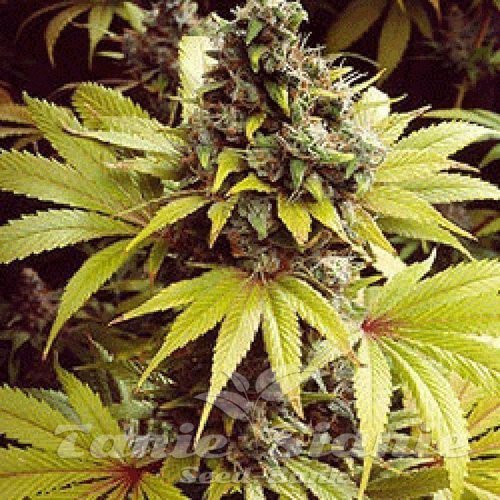 Nasiona Marihuany Strawberry Fields - SAGARMATHA