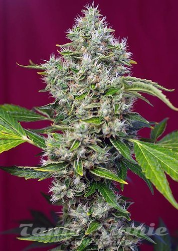 Nasiona Marihuany San Fernando Lemon Kush - SWEET SEEDS