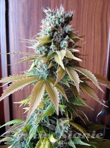 Nasiona Marihuany Blueberry - SEEDSMAN