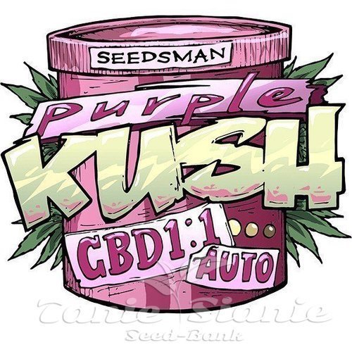 Nasiona Marihuany Purple Kush 1:1 Auto - SEEDSMAN