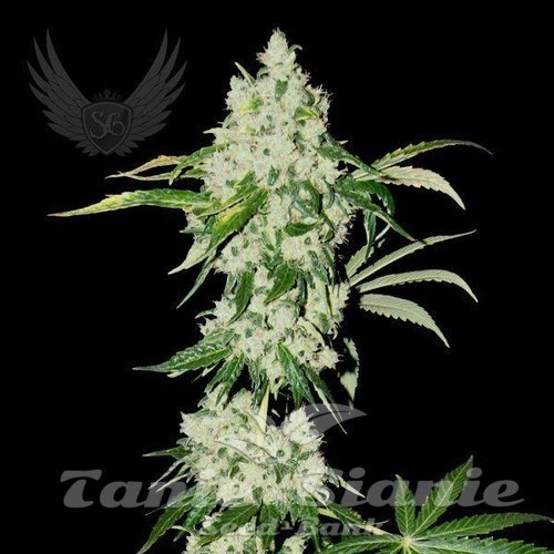 Orginal Jack Auto - SENSI GENETICS