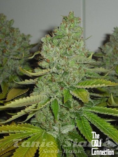 Nasiona Marihuany SFV OG Kush - THE CALI CONNECTION
