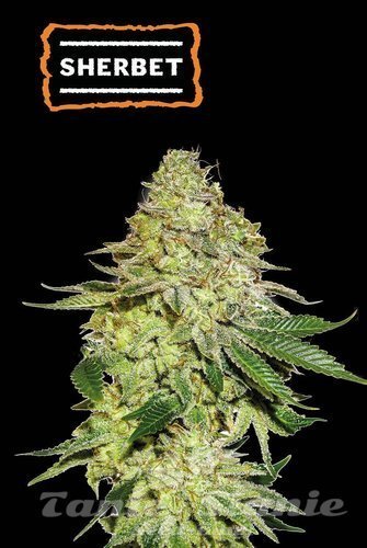 Sherbet - SEED STOCKERS