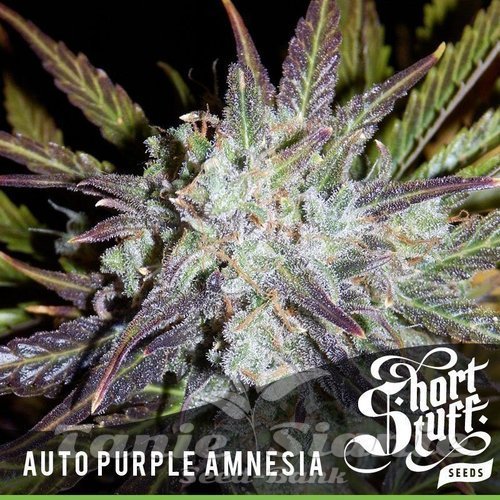 Nasiona Marihuany Auto Purple Amnesia - SHORT STUFF SEEDBANK