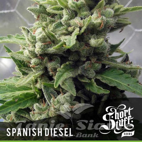 Nasiona Marihuany Auto Spanish Diesel - SHORT STUFF SEEDBANK