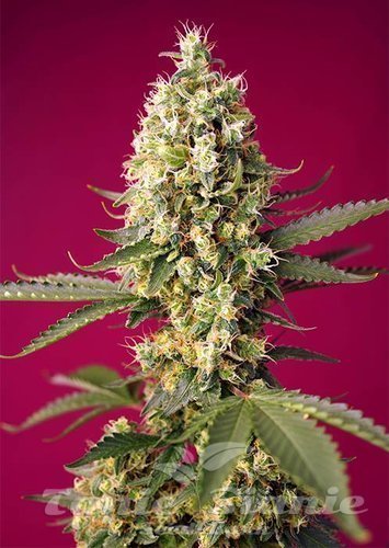Nasiona Marihuany Skywalker OG Runtz XL Auto - SWEET SEEDS