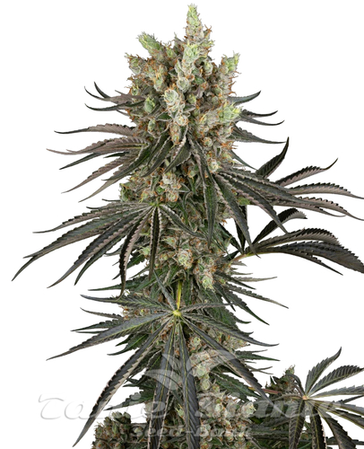 Nasiona Marihuany Slam Dank - SENSI SEEDS