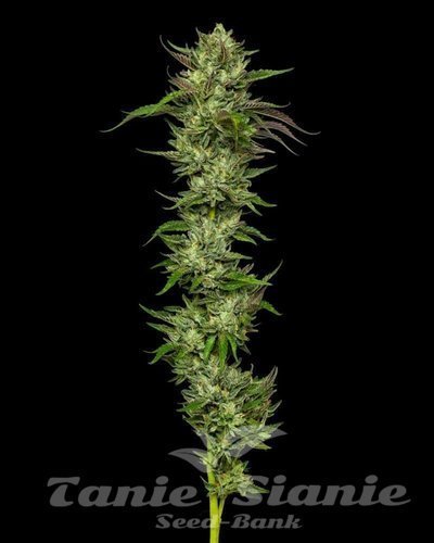 Slightly Stoopid Collie Man Kush - HUMBOLDT SEEDS COMPANY