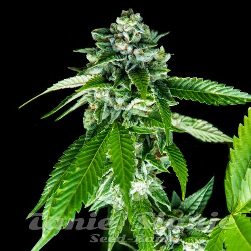 Nasiona Marihuany Sorbet Dreams - DNA GENETICS