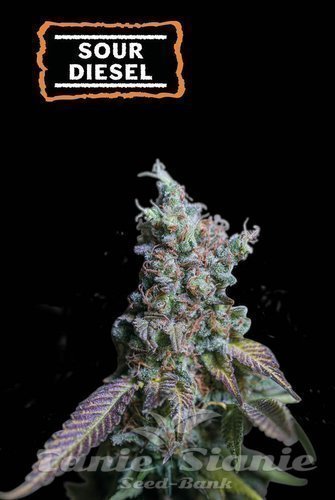Sour Diesel Auto - SEED STOCKERS