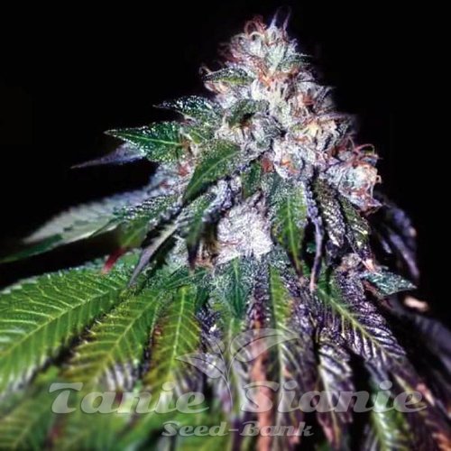 Sour Mac F1