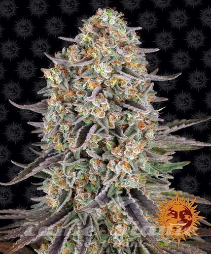 Nasiona Marihuany Sour Strawberry - BARNEY'S FARM