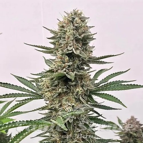 Space Panda - ATLAS SEEDS
