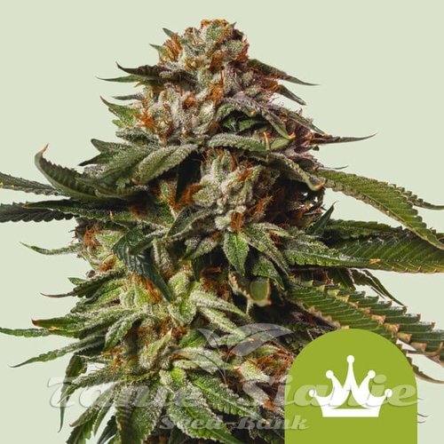 Nasiona Marihuany Special Queen #1 Auto - ROYAL QUEEN SEEDS