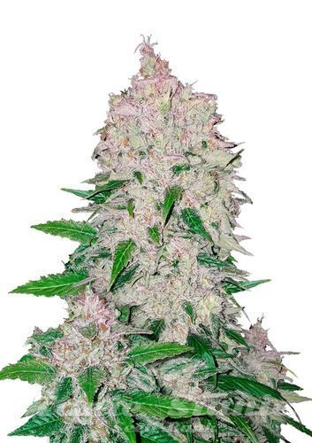 Nasiona Marihuany Stardawg Auto - FASTBUDS