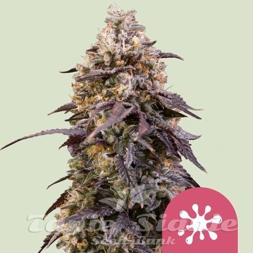 Nasiona Marihuany Sticky Queen - ROYAL QUEEN SEEDS