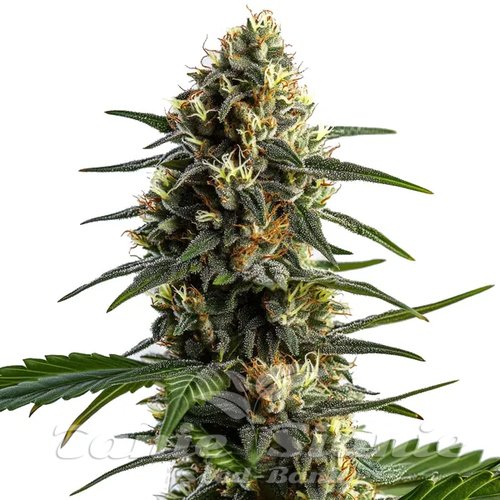 Stoned Panda - BLIMBURN SEEDS