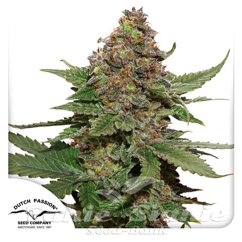 Nasiona Marihuany Strawberry Cough - DUTCH PASSION