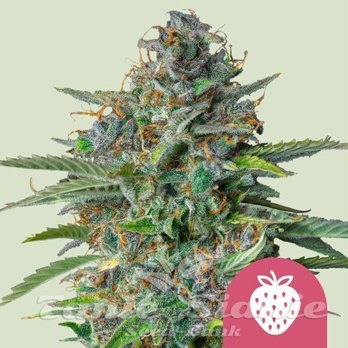 Nasiona Marihuany Strawberry Cough - ROYAL QUEEN SEEDS