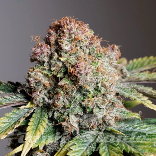 Nasiona Marihuany Strawberry Soda Auto - DUTCH PASSION