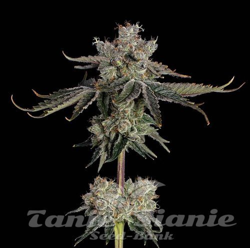 Sweet 16 - HAPPY VALLEY GENETICS