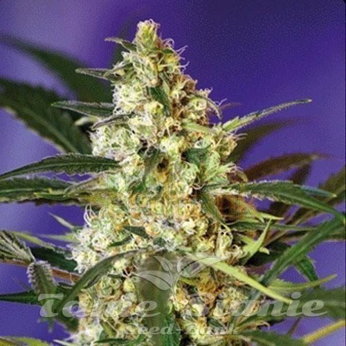 Nasiona Marihuany Fast Bud - SWEET SEEDS