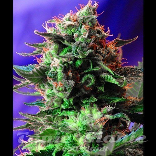 Nasiona Marihuany Jack 47 Fast Version - SWEET SEEDS