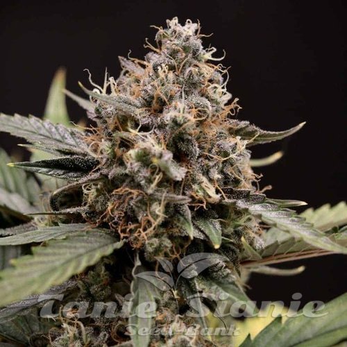 Nasiona Marihuany Sweet Sour Auto - MEPHISTO GENETICS