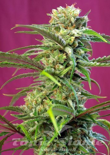 Nasiona Marihuany Sweet Tai - SWEET SEEDS