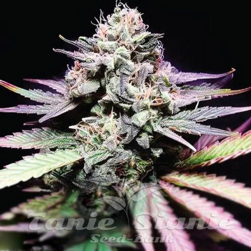 Tangie Purple Punch