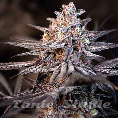 Terple - INHOUSE GENETICS
