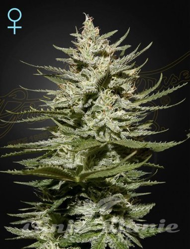 Nasiona Marihuany The Church CBD - GREEN HOUSE SEEDS