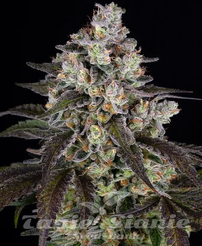 Nasiona Marihuany Trainwreck - BARNEY'S FARM
