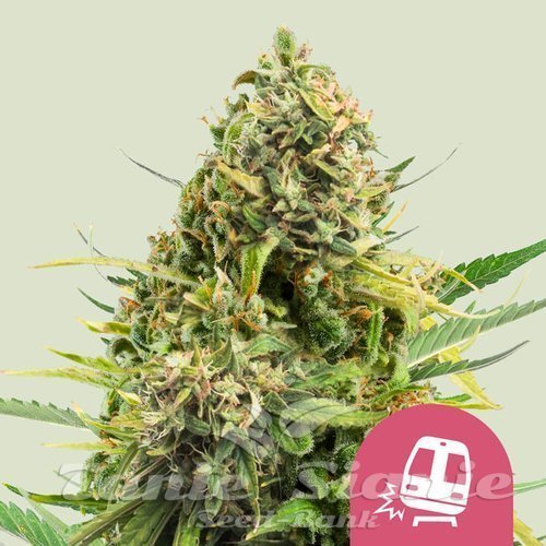 Nasiona Marihuany Trainwreck - ROYAL QUEEN SEEDS