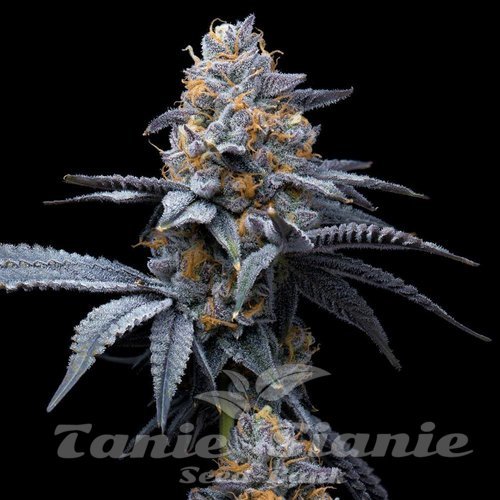 Trop Cookies x Hollywood - COOKIES SEEDS