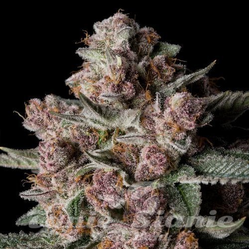 Tropical Jam - SILENT SEEDS