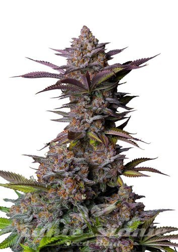 Nasiona Marihuany Tropicana Cookies FAST - FASTBUDS