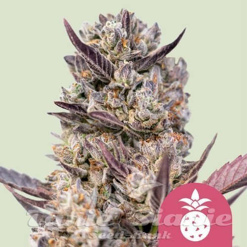 Nasiona Marihuany Tropicana Cookies Purple - ROYAL QUEEN SEEDS