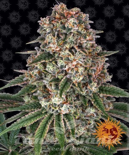 Nasiona Marihuany Tropicanna Banana - BARNEY'S FARM